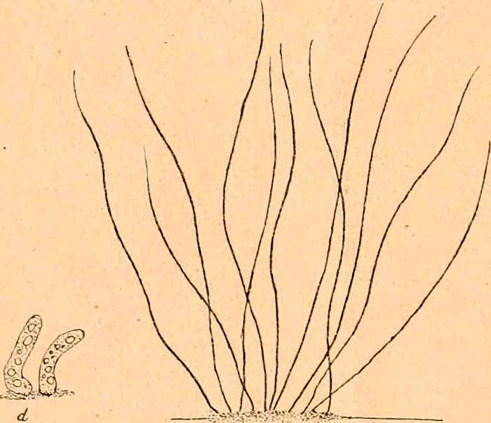 Thiotrix nivea (Trichome)