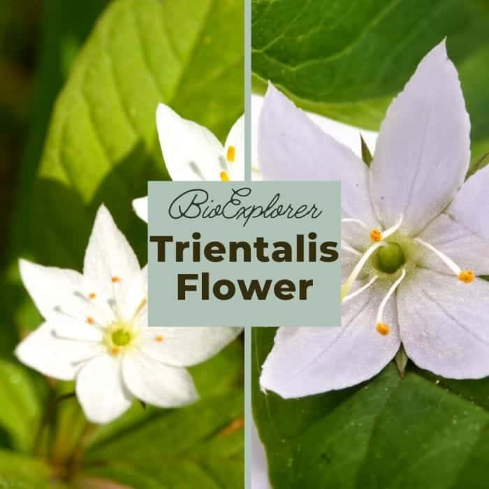 Trientalis