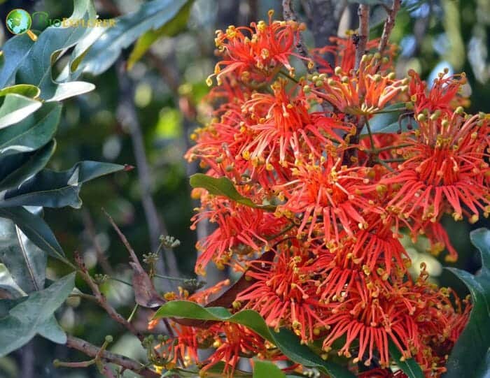 Trochodendrales Example Species Trochodendrales Example Species