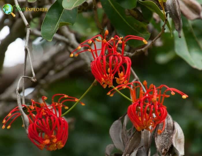 Trochodendrales Families Trochodendrales Families