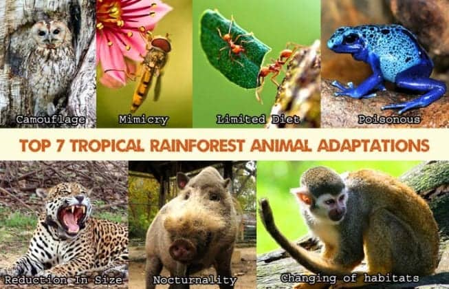 Top 7 Tropical Rainforest Animal Adaptations | Biology Explorer