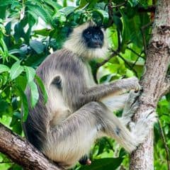Tufted Gray Langur Tufted Gray Langur