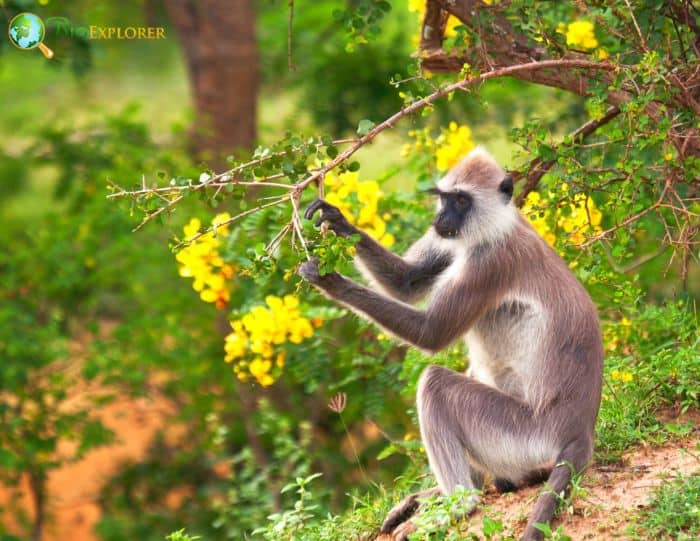 Tufted Gray Langur Tufted Gray Langur