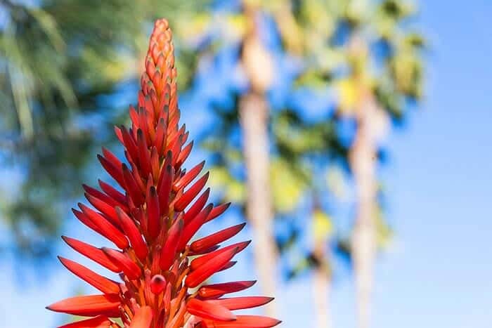 Turkish Aloe