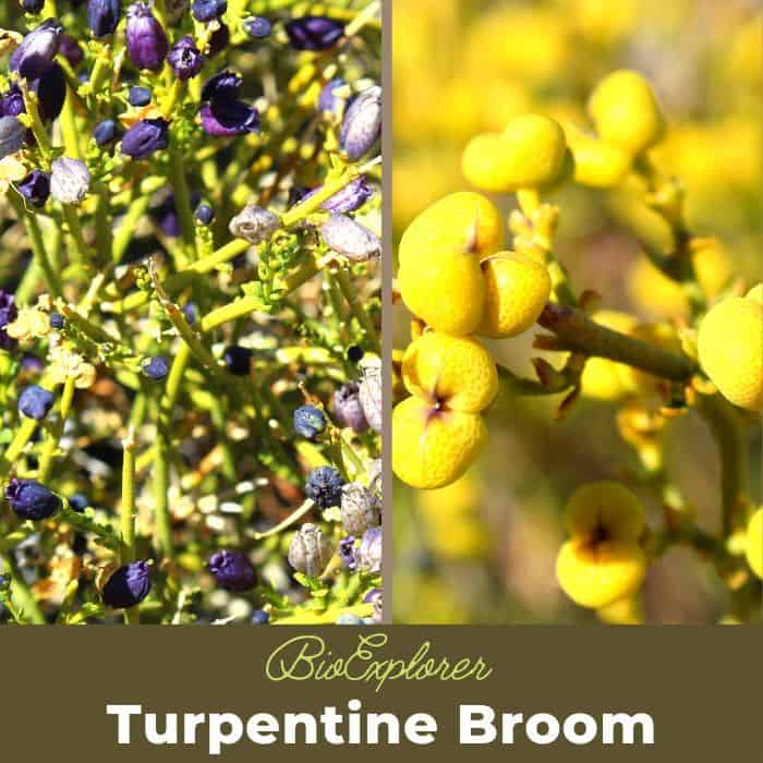 Turpentine Broom