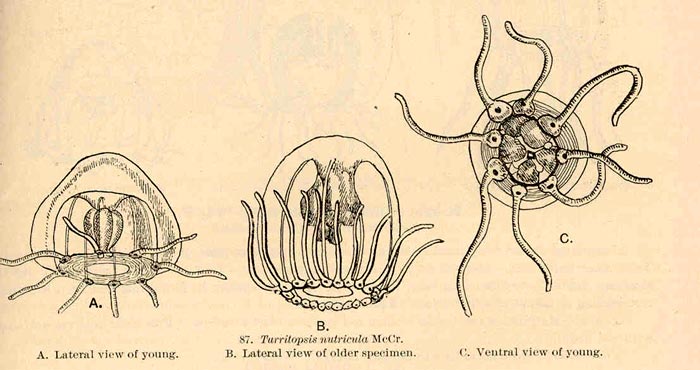 Turritopsis nutricula