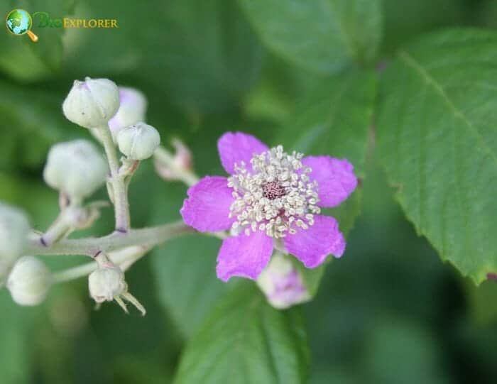 Ulmaceae Characteristics Ulmaceae Characteristics