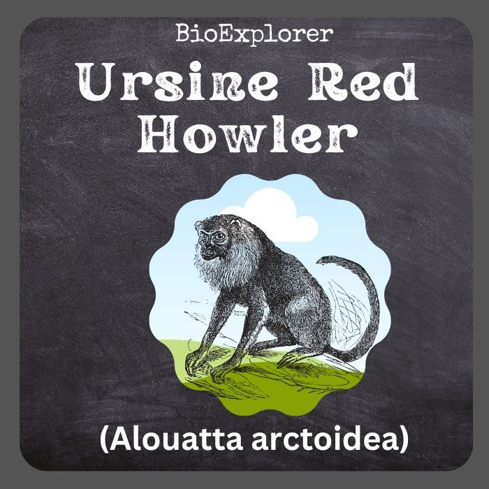 Ursine Howler Characteristics | Alouatta Arctoidea Facts | BioExplorer