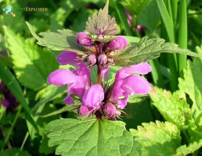 Urticaceae Characteristics Urticaceae Characteristics