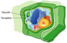 Vacuole Vacuole