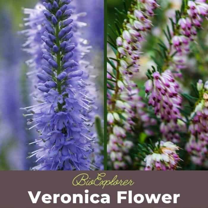 Veronica Flowers