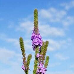 Vervain flower (Verbenaceae) Vervain flower (Verbenaceae)