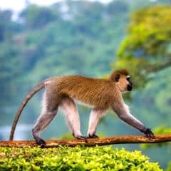 Vervet Monkey Vervet Monkey