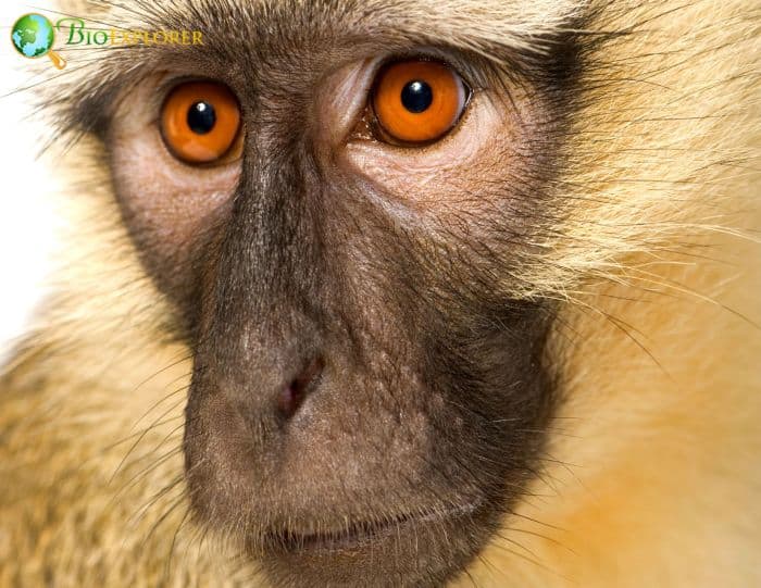 Vervet Monkey Vervet Monkey