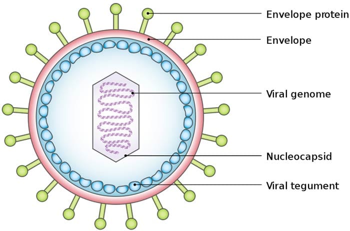 Virus Structure Forms Of Viruses Virus Structure Types Virus Life 