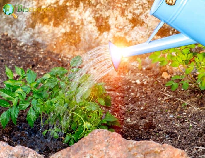 Watering Astilbes