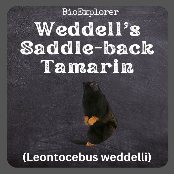 Weddell's Saddle-Back Tamarin