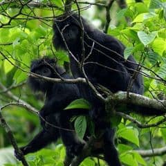 West Javan Langur West Javan Langur