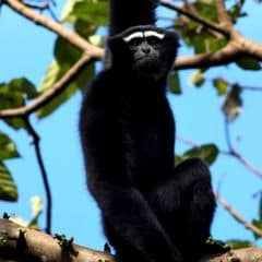 Western Hoolock Gibbon Western Hoolock Gibbon