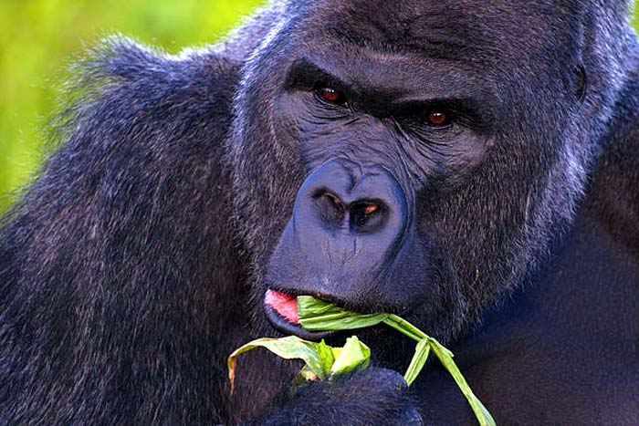 Western Lowland Gorilla Western Lowland Gorilla