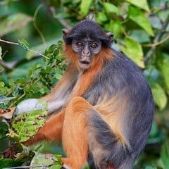 Upper Guinea Red Colobus Upper Guinea Red Colobus