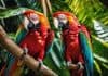 What Animals Live In Rainforests? the history of cell biology worksheet
