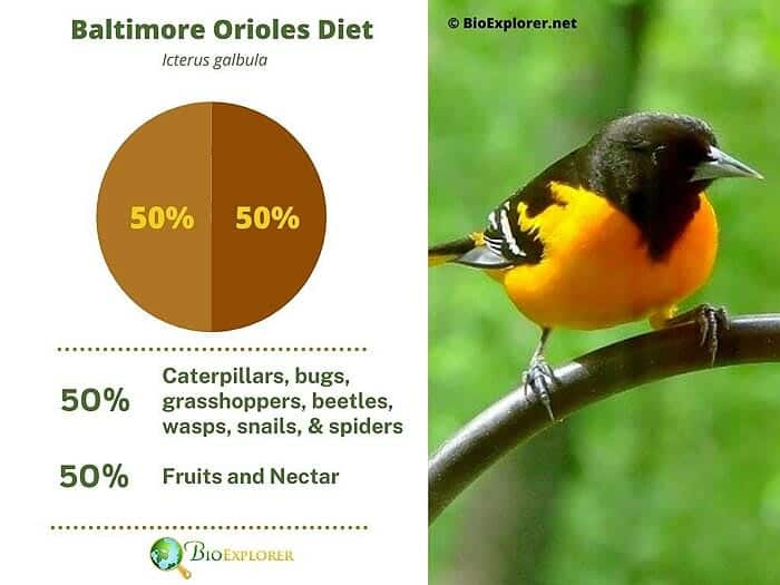 What Do Baltimore Orioles Eat? What Do Baltimore Orioles Eat?