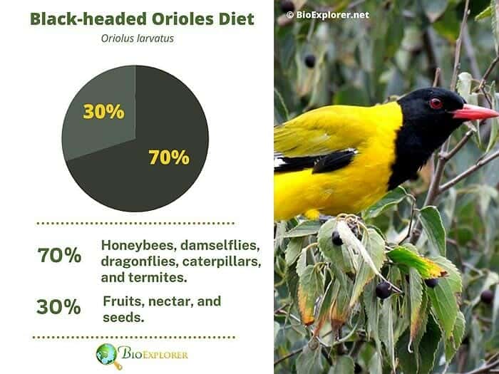 What Do Black Headed Orioles Eat? What Do Black Headed Orioles Eat?