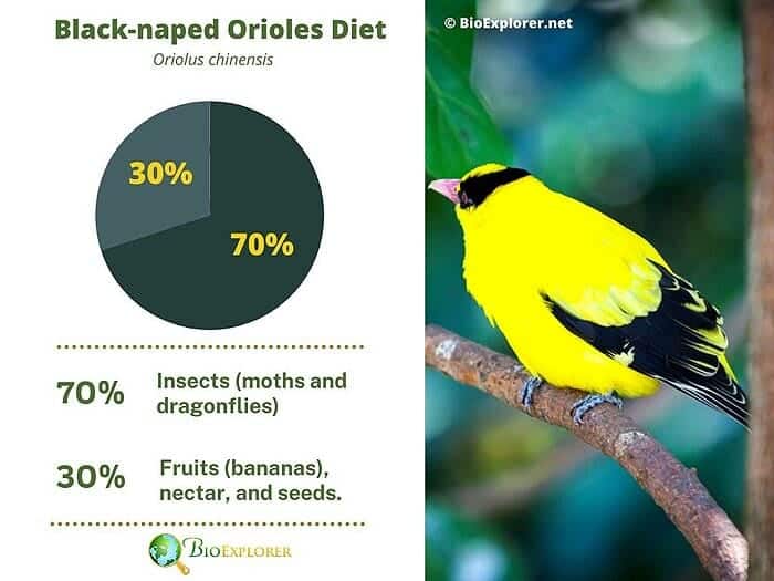 What Do Black Naped Orioles Eat? What Do Black Naped Orioles Eat?