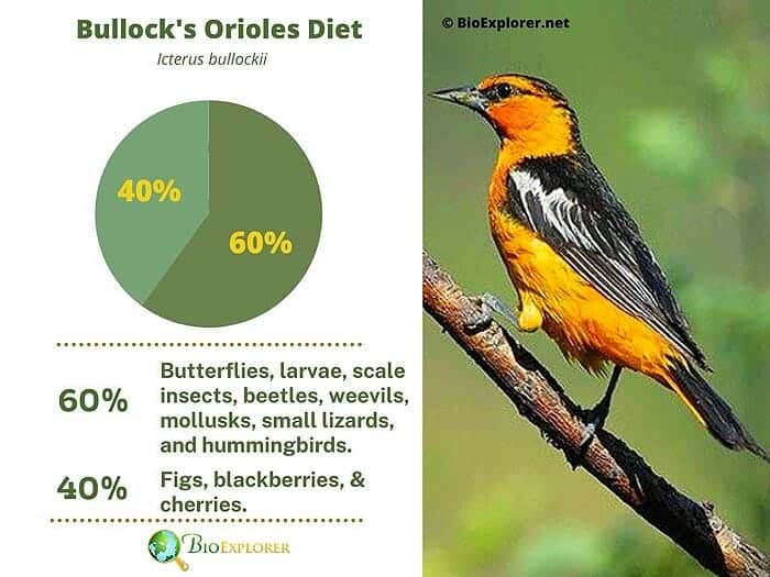 What-Do-Bullocks-Orioles-Eat? What-Do-Bullocks-Orioles-Eat?