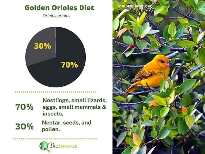 What-Do-Golden-Orioles-Eat? What-Do-Golden-Orioles-Eat?
