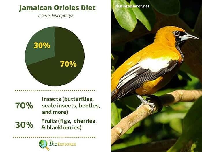 What Do Jamaican Orioles Eat? What Do Jamaican Orioles Eat?