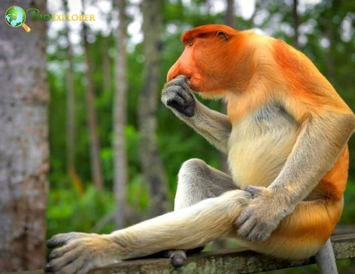 What Do Proboscis Monkeys Eat?