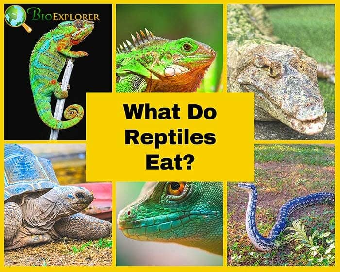 What Do Reptiles Eat?