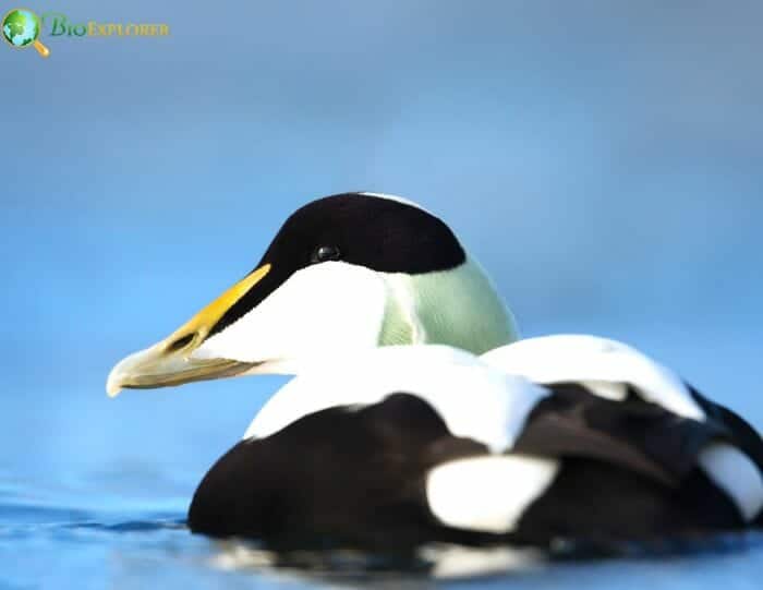 What Do Ducks Eat? Ducks Diet By Types (Updated 2023)