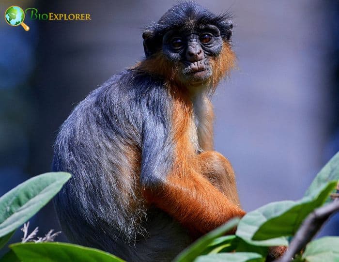 What Do Western Red Colobus Eat? What Do Western Red Colobus Eat?