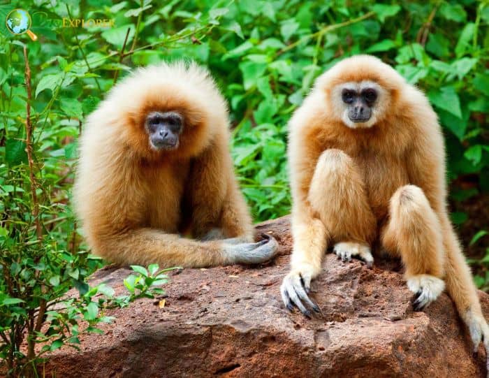 What Do White Handed Gibbons Eat? What Do White Handed Gibbons Eat?