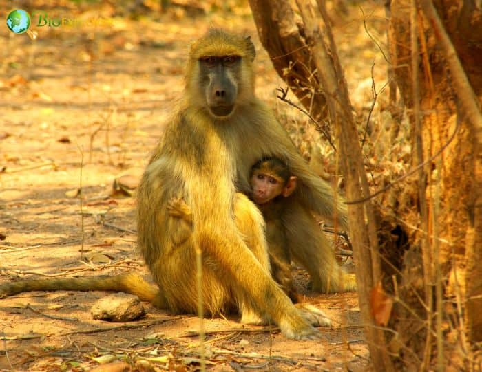 What Do Yellow Baboons Eat?