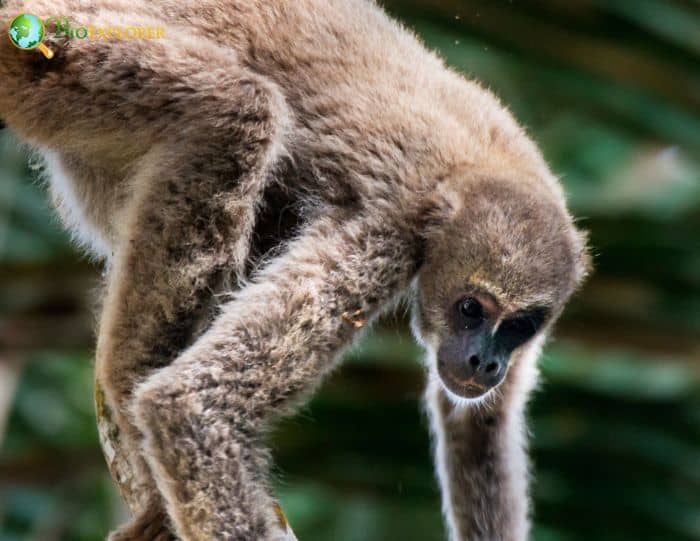 What Eats Northern Muriquis? What Eats Northern Muriquis?
