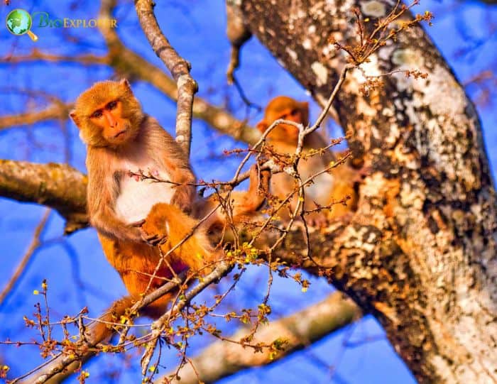 What Eats Rhesus Macaques?