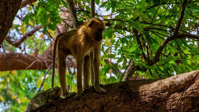 What Eats Yellow Baboons? What Eats Yellow Baboons?