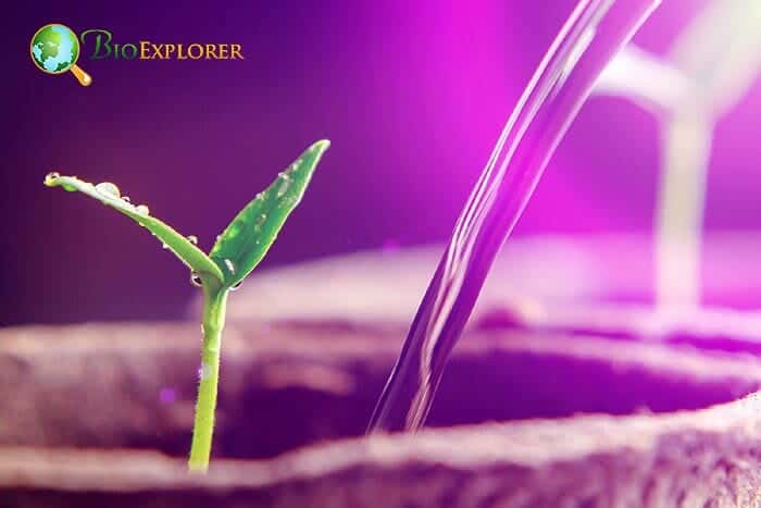 What Type Of Light Is Best for Growing Plants Indoors? What Type Of Light Is Best for Growing Plants Indoors?