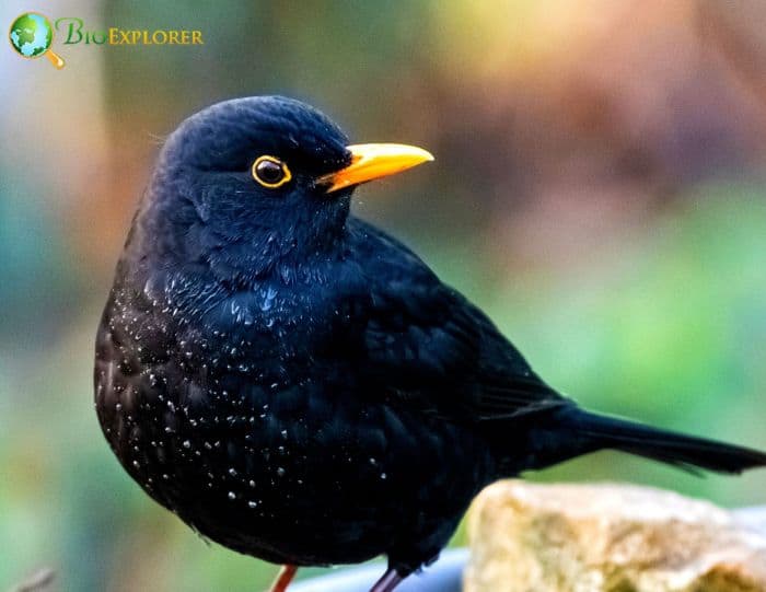 What bird looks like a blackbird? What bird looks like a blackbird?