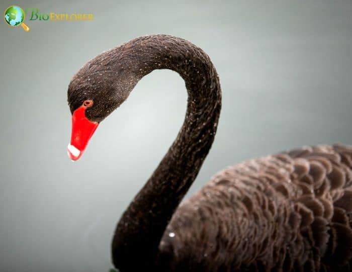 What birds are mostly black? What birds are mostly black?