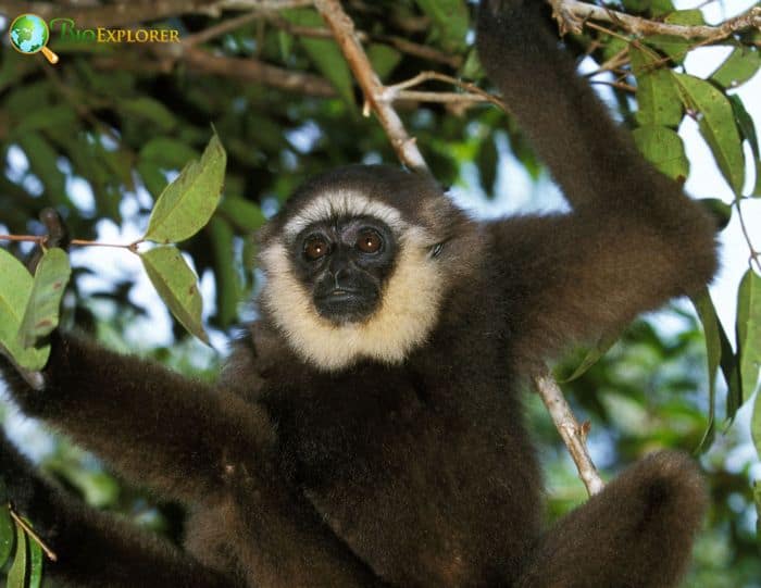 What Do Bornean Gibbons Eat? What Do Bornean Gibbons Eat?