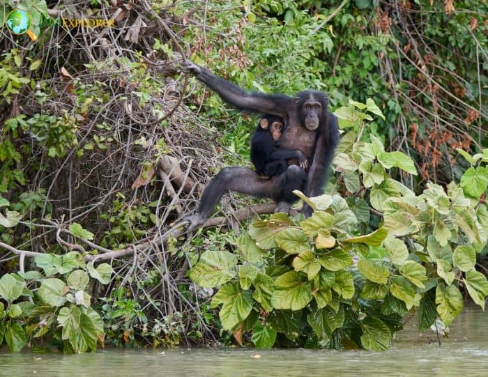 What Do Common Chimpanzees Eat?