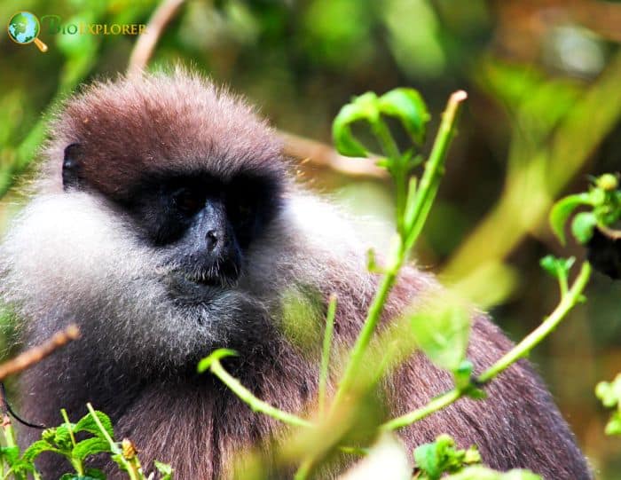 What Do Purple Faced Langurs Eat?