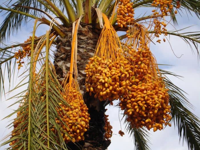 What do Tana River Mangabeys? Date palms What do Tana River Mangabeys? Date palms