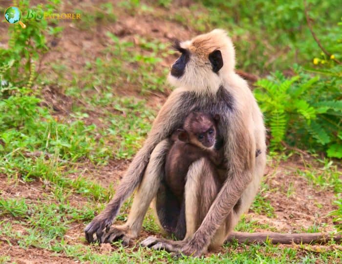 What Do Tufted Gray Langurs Eat? What Do Tufted Gray Langurs Eat?