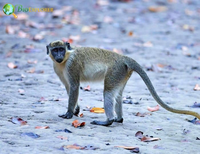 What Do Vervet Monkeys Eat? What Do Vervet Monkeys Eat?